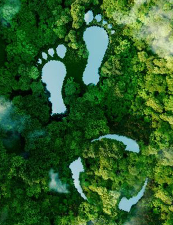 Trees in background with foot prints over it