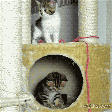 Distracted Cat