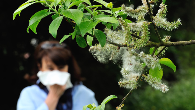 Allergies Photo Credit PHILIPPE HUGUEN/AFP/Getty Images