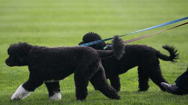 Allergies Pets Photo Credit Drew Angerer-Pool/Getty Images