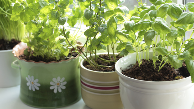 Basil Plants Photo Credit Thinkstock