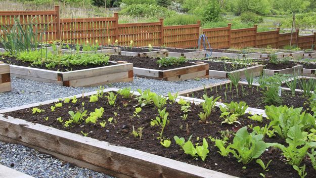 Community Gardens Photo Credit Thinkstock