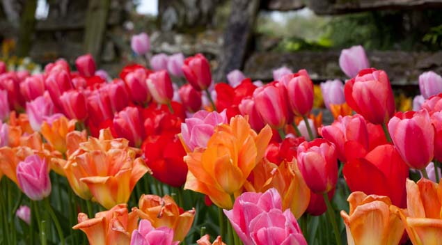 Spring Tulip Festival